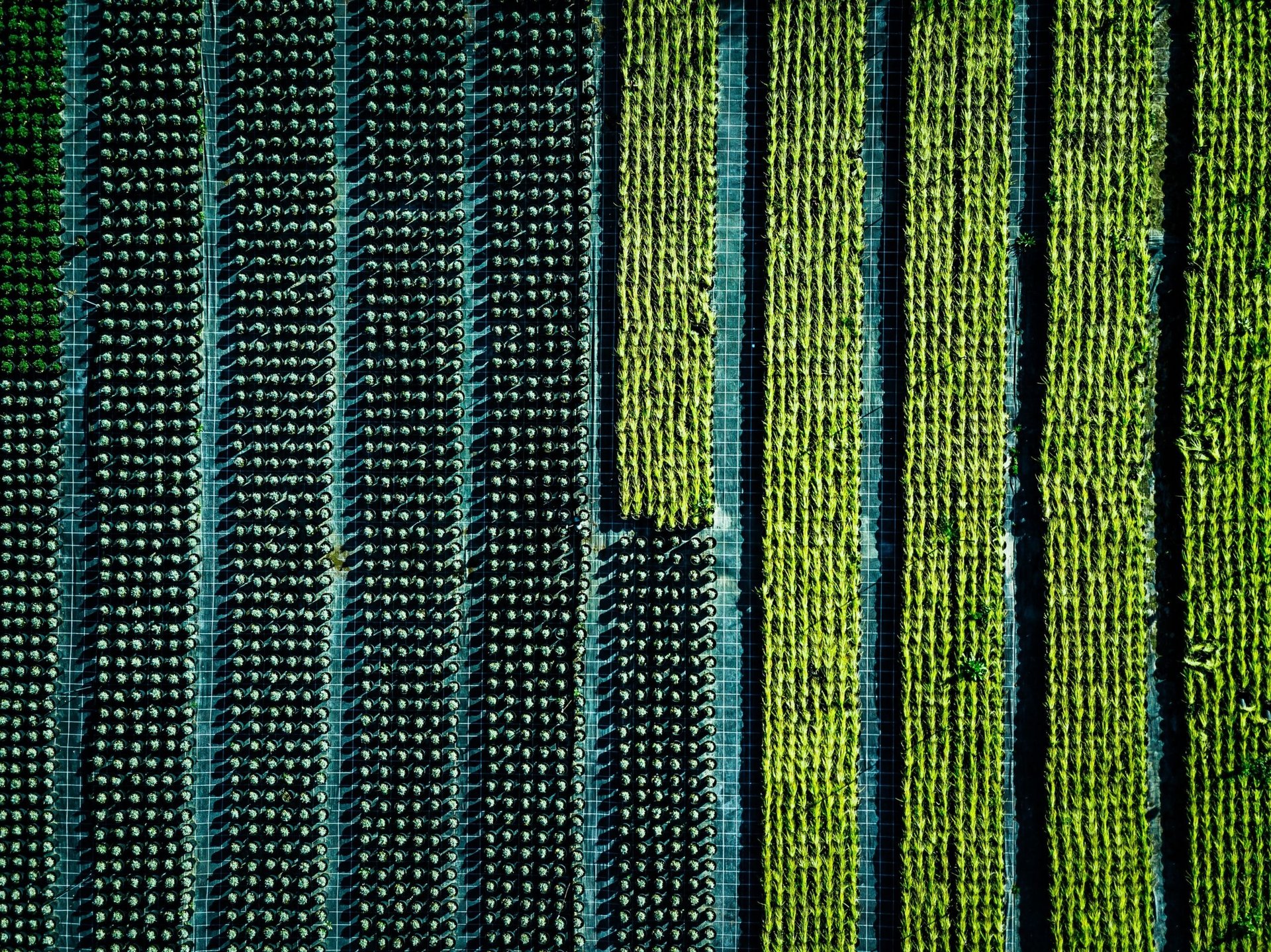 Aerial view of farmland and rows of crops.