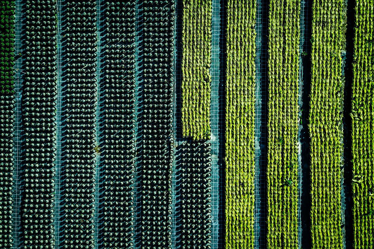 Decarbonization Roadmap